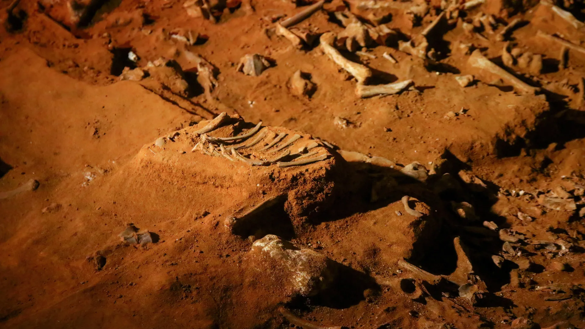 Brasil faz acordo com a Alemanha para repatriar quatro fósseis