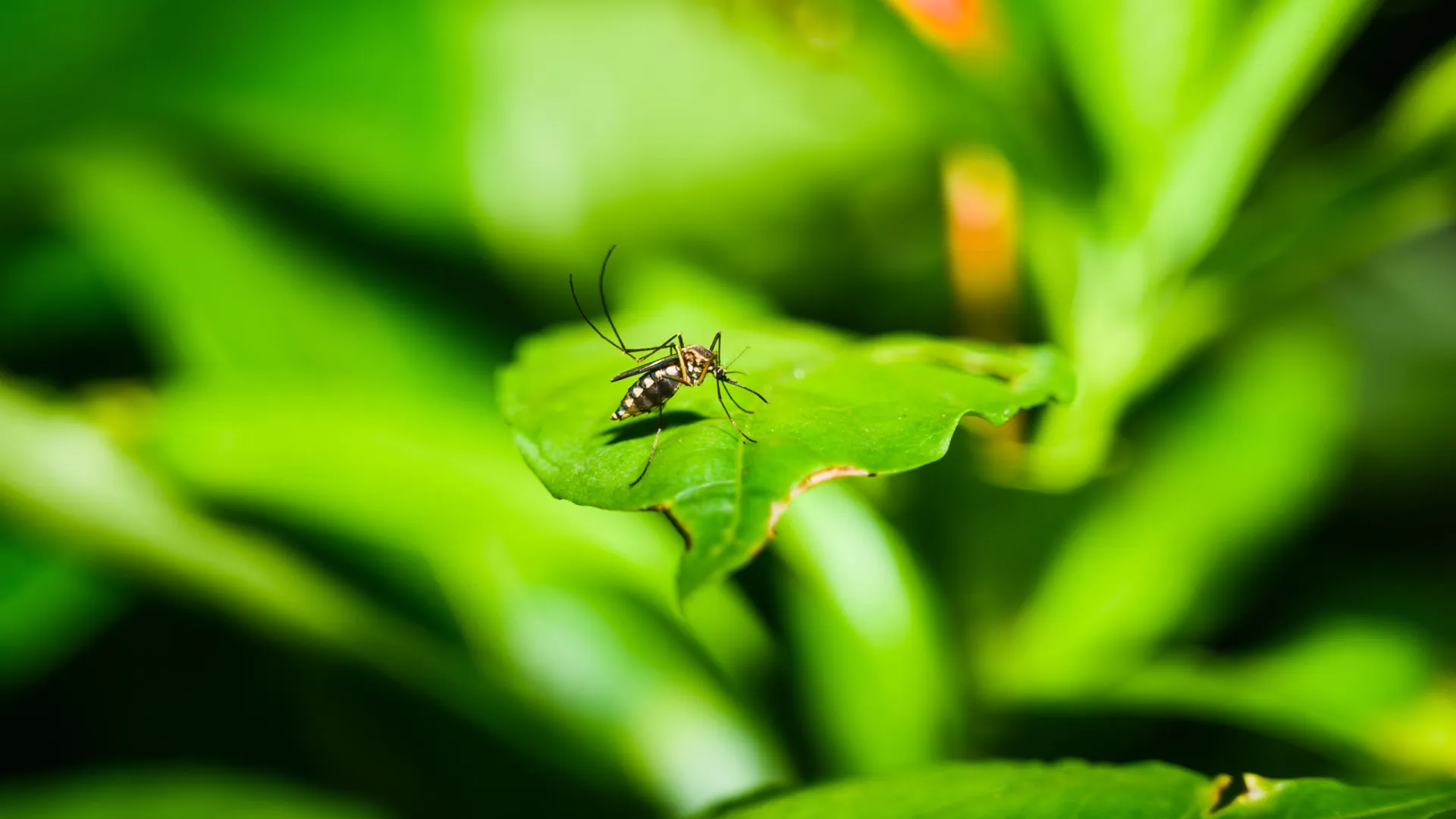 Qual é a real situação da dengue no Brasil?