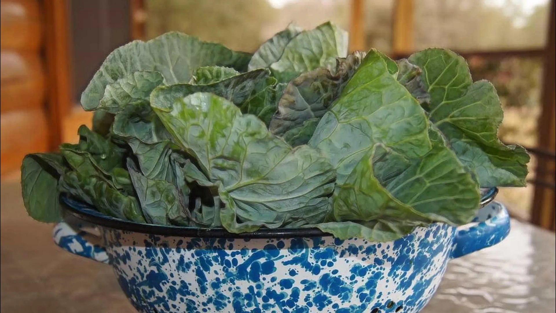 Idosos intoxicados com ‘falsa couve’ em MG recebem alta após 13 dias