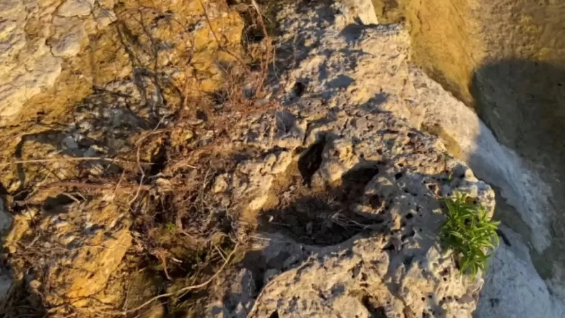 Pesquisadores dizem ter identificado pegadas de dinossauros em Roraima