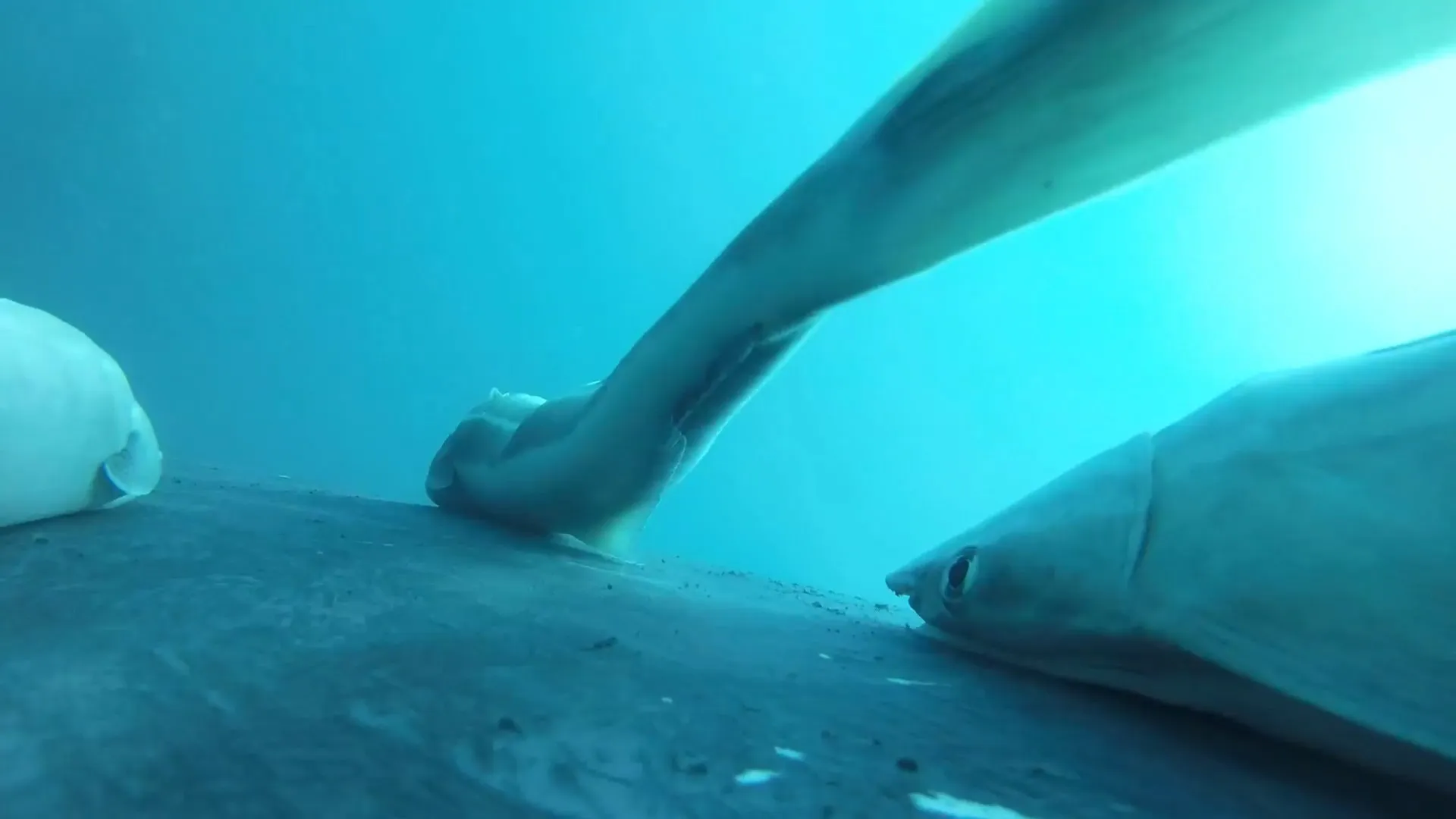 Rêmoras “surfam” em baleias-jubarte na Austrália; veja as imagens