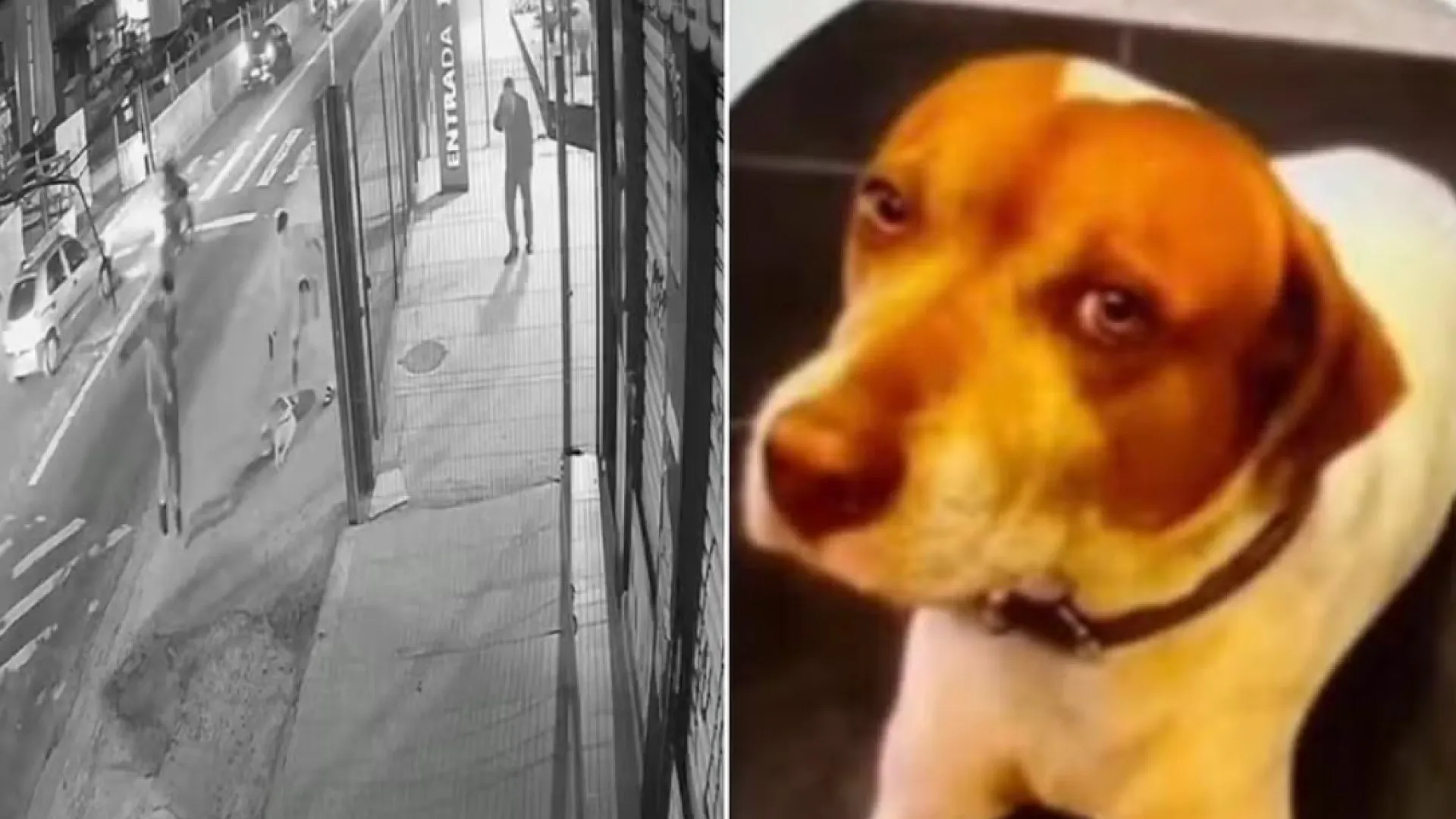 Cachorro comunitário é morto com dez tiros, em mais um caso contra animais no País