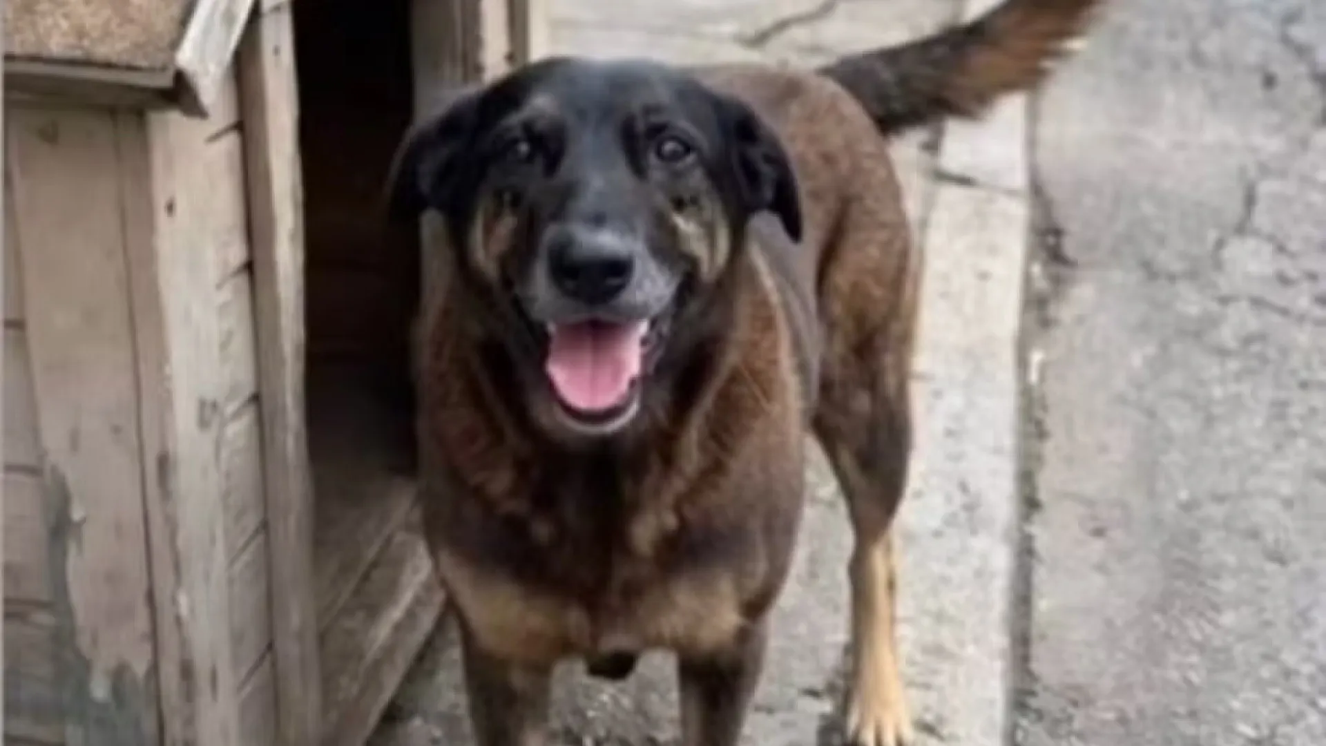 Defesa mostra vídeo do cão Orelha vivo após ataque