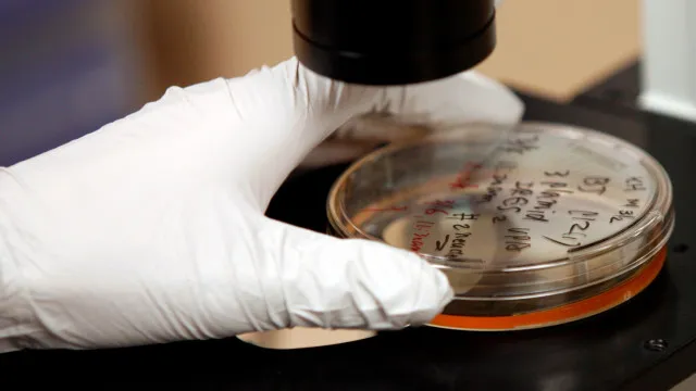 A bactéria que pode causar milhões de casos de câncer