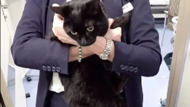 Cruzeiro salva marinheiro e gata “em apuros” em alto mar. “Surreal”