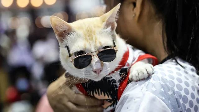 Nossos parentes genéticos: As criaturas vivas mais parecidas com os humanos